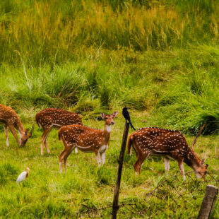 Best Short Tours In Nepal