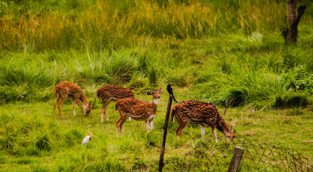 Best Short Tours In Nepal