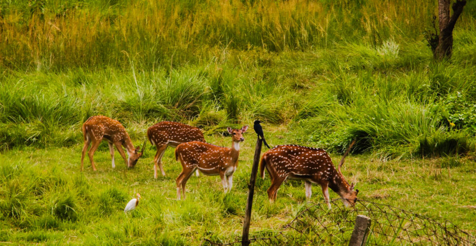 Best Short Tours In Nepal