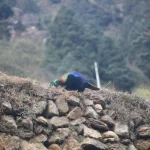 Everest Three Passes Trek