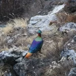 Everest-base-camp-trek