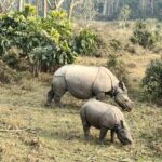 Rhino Chitwan National Park