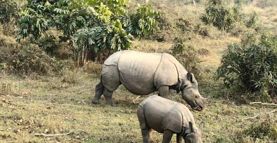 Rhino Chitwan National Park
