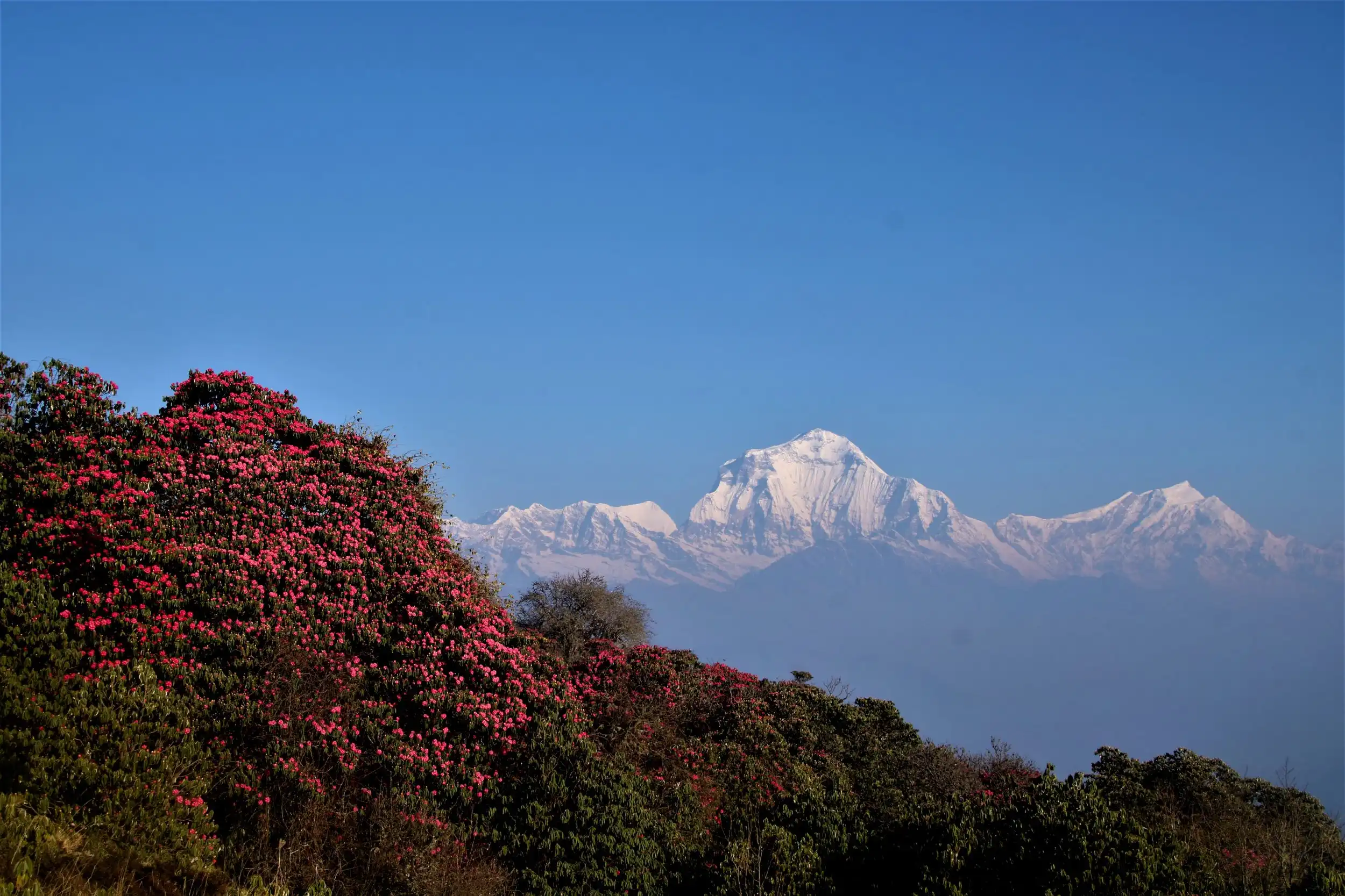 Ghorepani Poonhill Trek