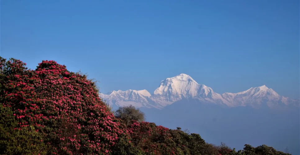 Dhaulagiri South Base Camp Trek