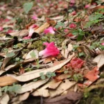 Ghorepani Poon Hill trek