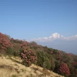Ghorepani Poon Hill trek