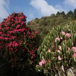 Ghorepani Poon Hill trek