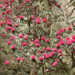 Ghorepani Poon Hill trek