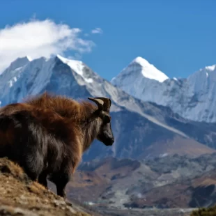 Island Peak Climb with Everest Base Camp Trek