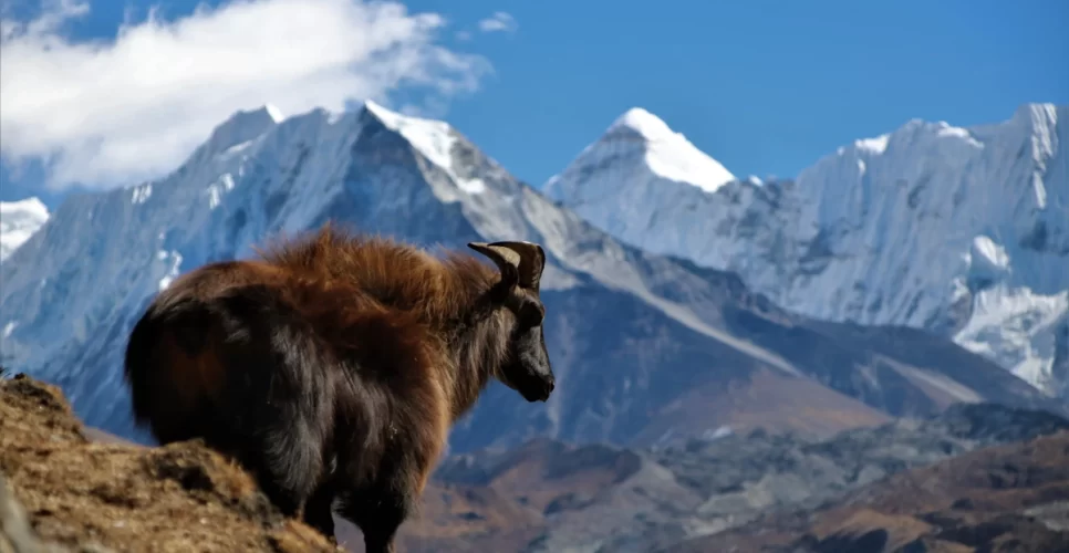 Island Peak Climb with Everest Base Camp Trek