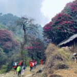 Rhododendron colorful Jungle around Ghorepani poonhill Trek