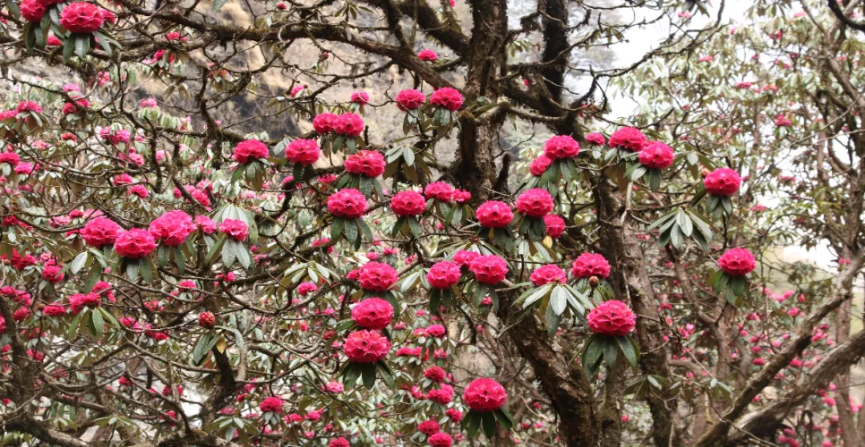 Short Annapurna Base Camp