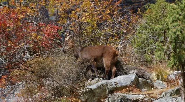 How safe is Nepal for Travel