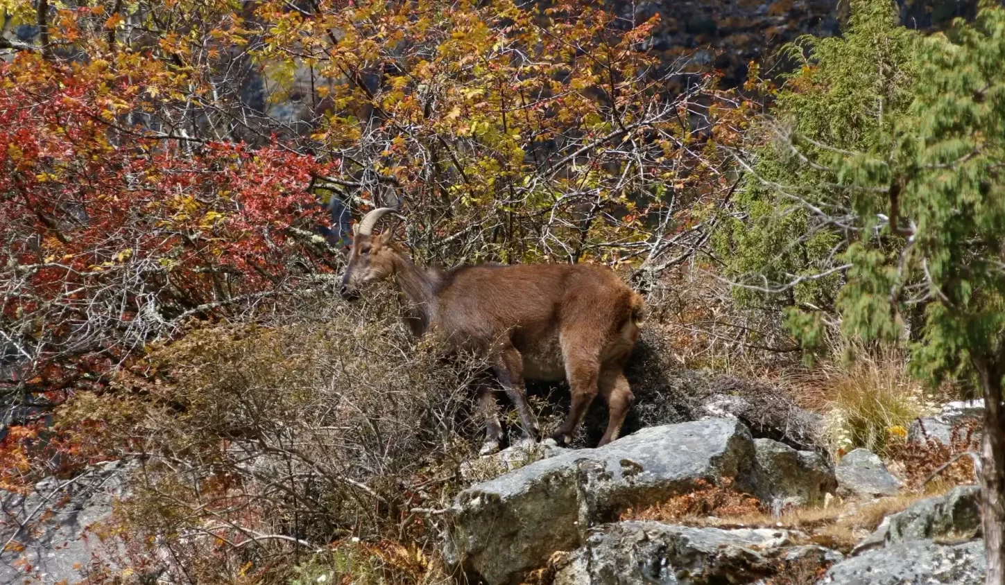 National Parks in Nepal