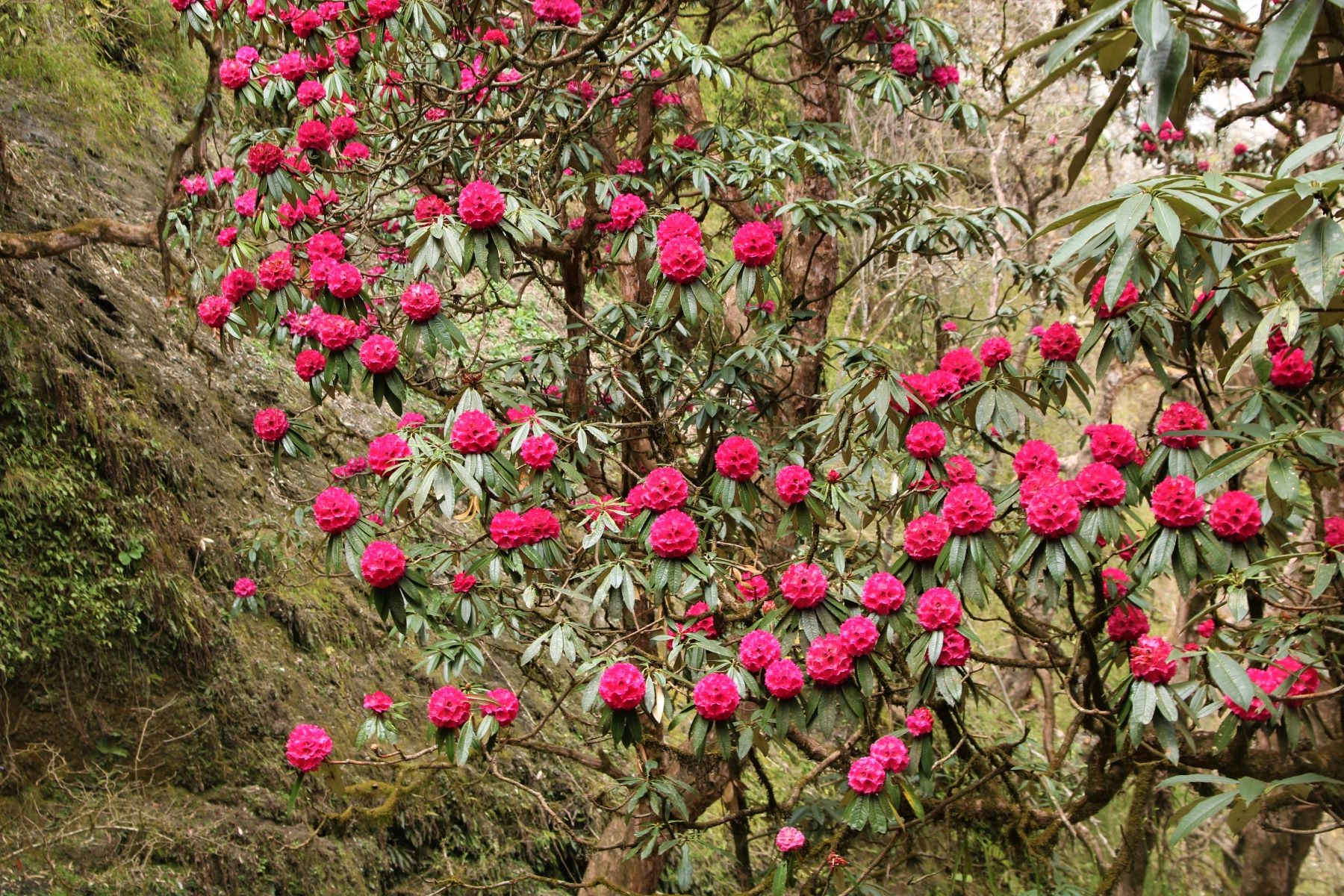 Nepali New Year 2079