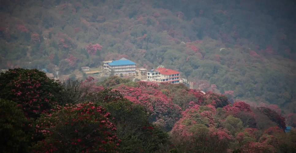 Ghorepani Poon Hill Trek