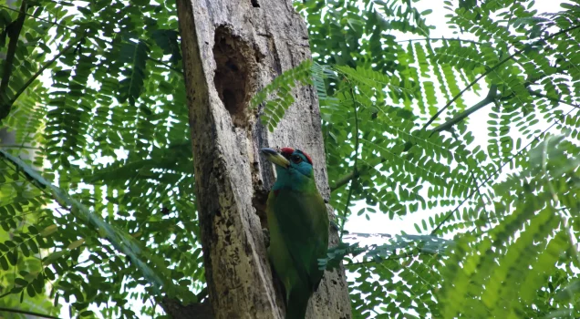 Wildlife Tour in Nepal
