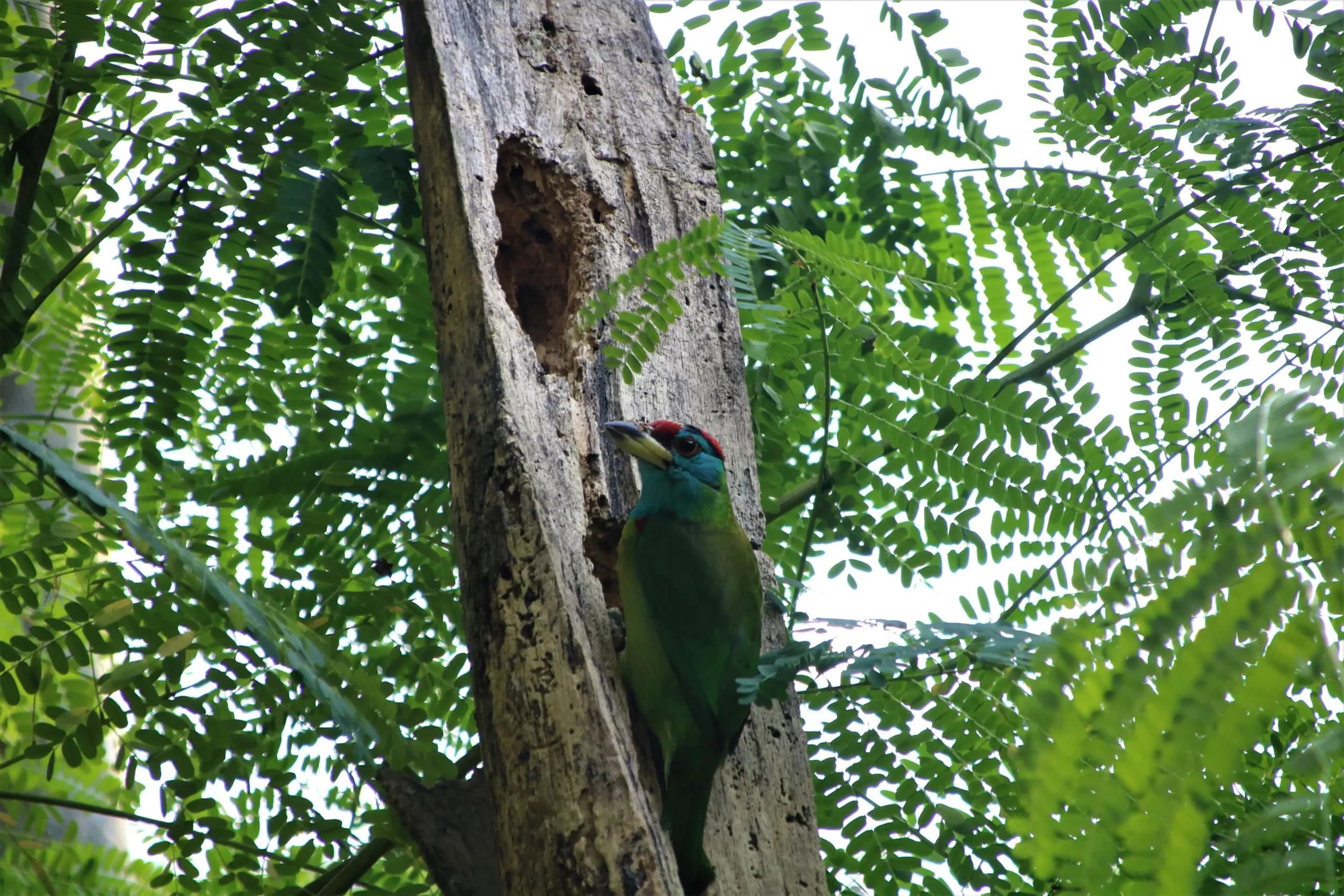 Wildlife Tour in Nepal