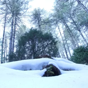 Journey To Rara Lake