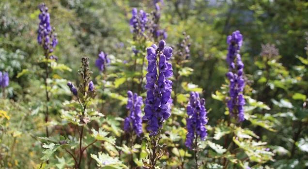 Seasons to travel in Nepal