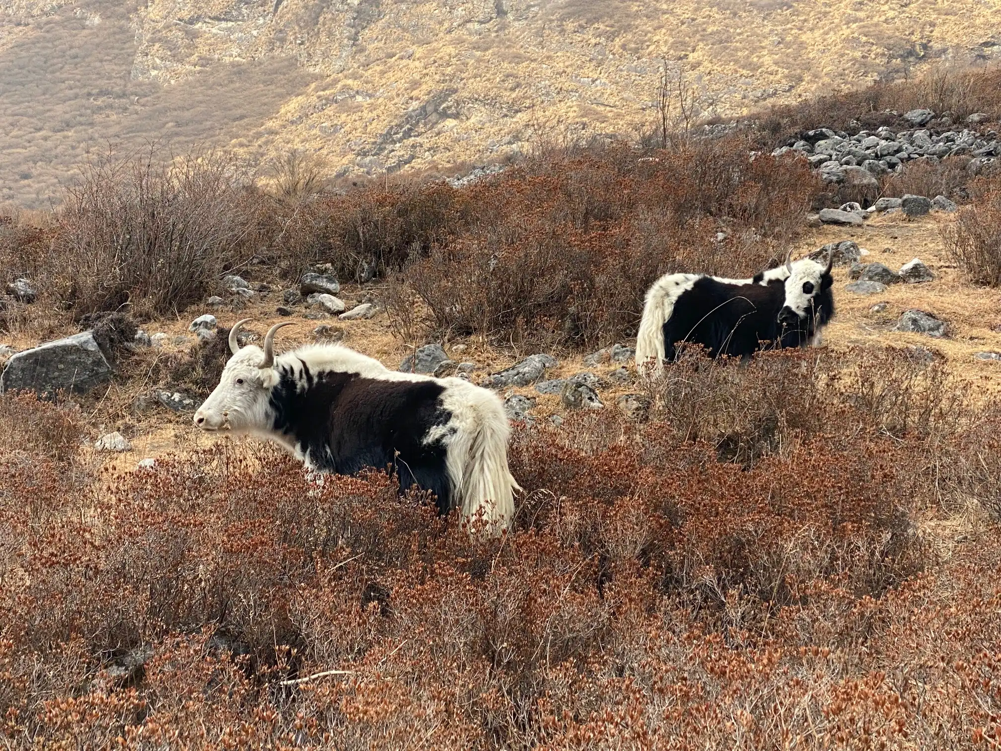 Motorcycle tour in Nepal