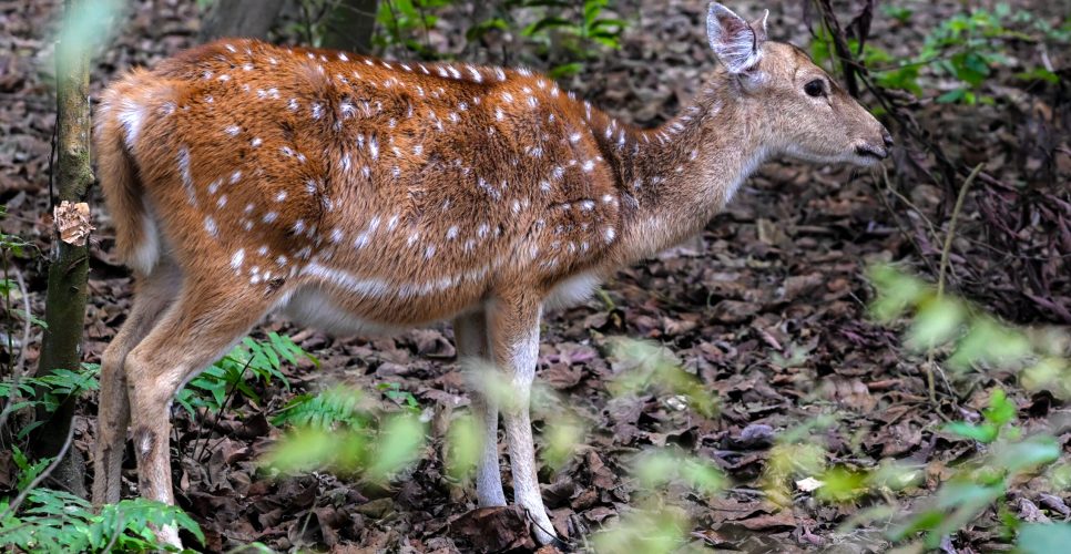 Chitwan National Park