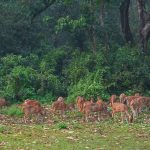 Deer In Chitwan National National Parks
