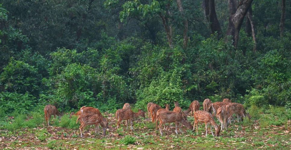 Deer In Chitwan National National Parks
