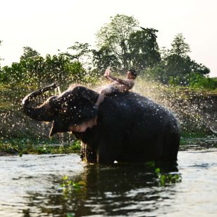 jungle safari tour in chitwan