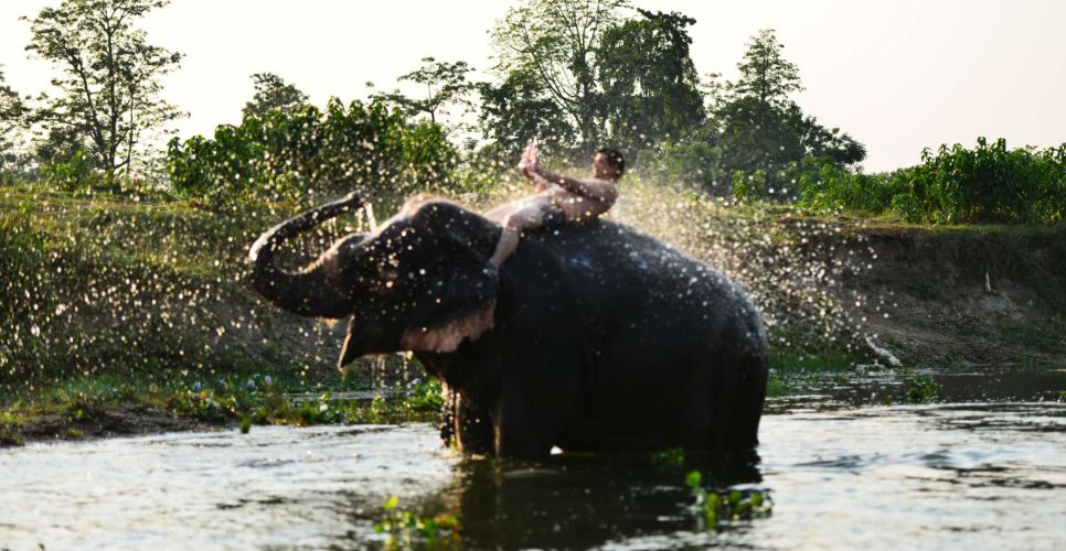 jungle safari tour in chitwan
