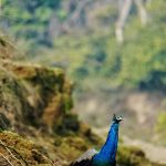 peacock in Chitwan National park