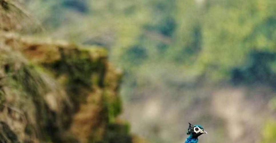 peacock in Chitwan National park