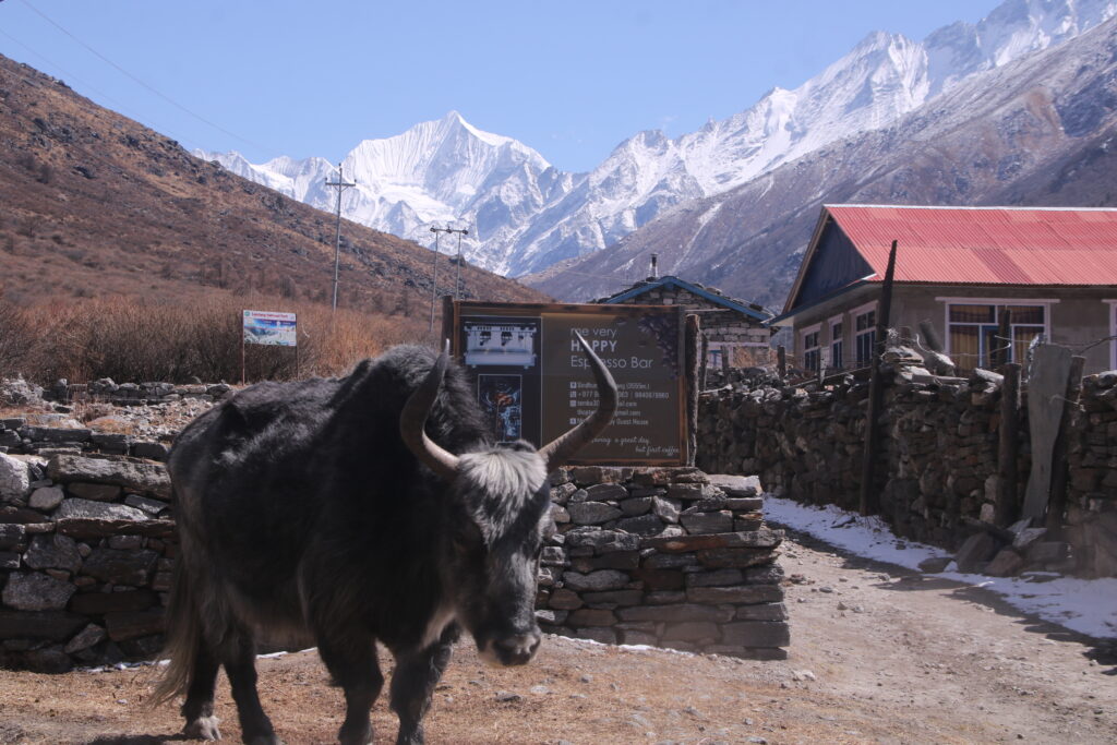 Langtang Valley Trek photo
